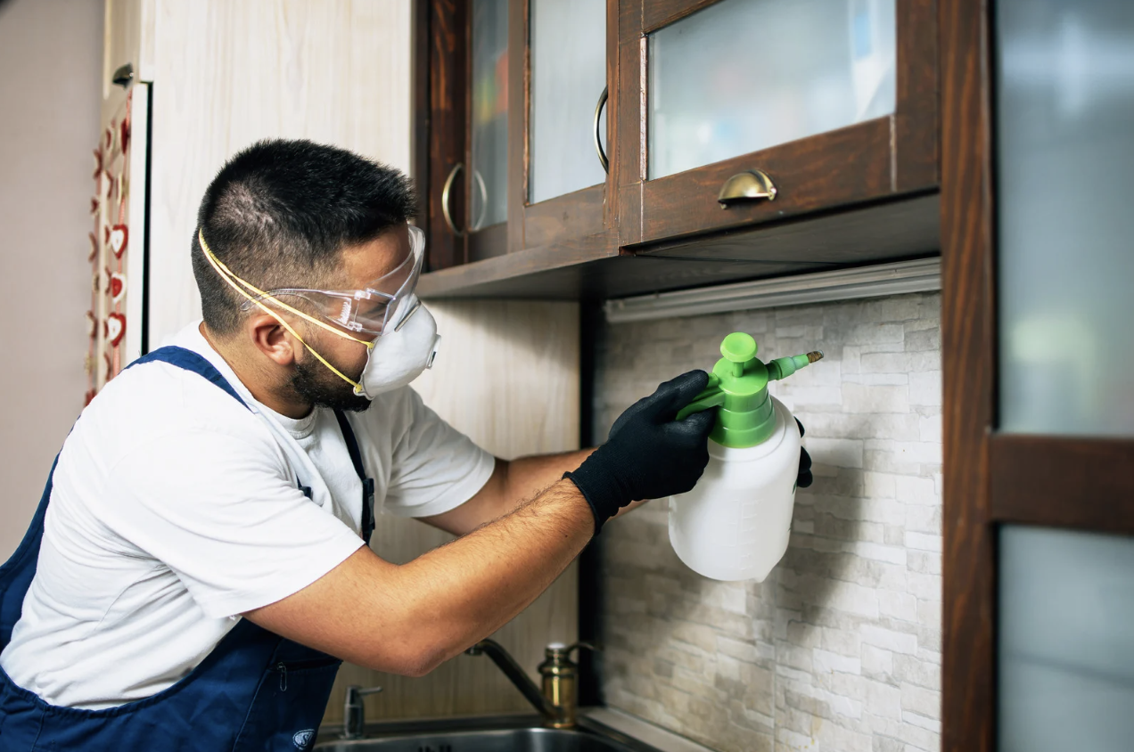termite inspection